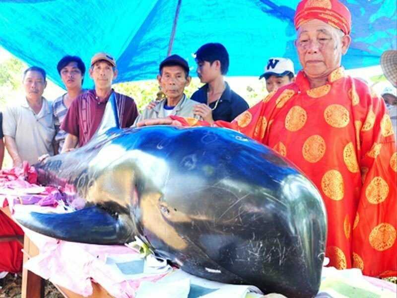 Tín Ngưỡng Thờ Cá Ông Của Ngư Dân Bình Thuận