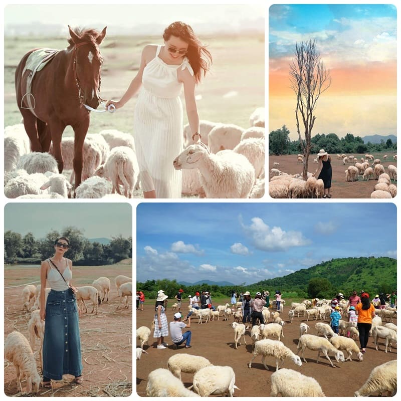 Đồi Cừu Vũng Tàu